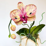 Phalaenopsis Orchid
