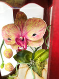 Phalaenopsis Orchid