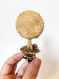 Lemon Thumbprint Cookie Ornament